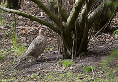 Hen pheasant in the hazel copse