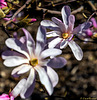 Magnolie