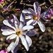Magnolie