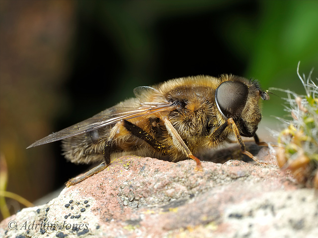 Eristalis sp