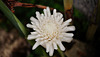Rose de porcelaine blanche dans mon jardin