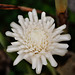 Rose de porcelaine blanche dans mon jardin