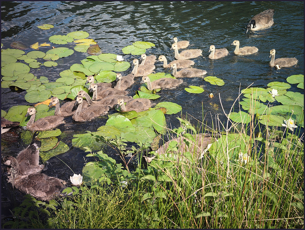 Young Goslings - 'Hardwick hall' lower ponds