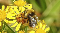 20230713 1775CPw [D~LIP] Jakobs-Greiskraut, Wiesenhummel (Bombus pratorum), Bad Salzuflen