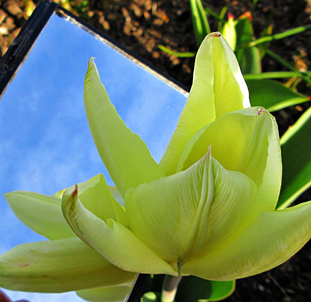 les tulipes en folie
