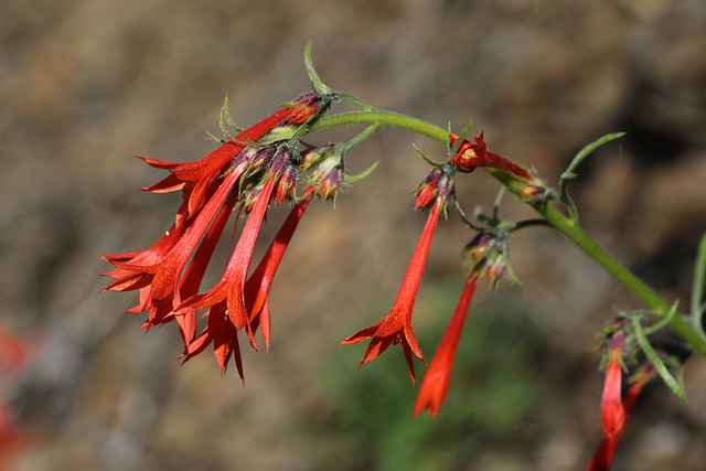 Scarlet Gilia