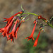 Scarlet Gilia