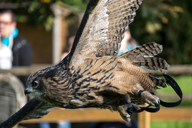 20151010 9159VRAw [D~H] Uhu (Bubo bubo), Wisentgehege, Springe-Deister