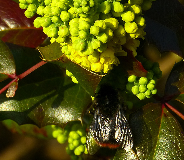 Mahonia (Mahonia aquifolium) + PiP