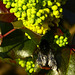 Mahonia (Mahonia aquifolium) + PiP