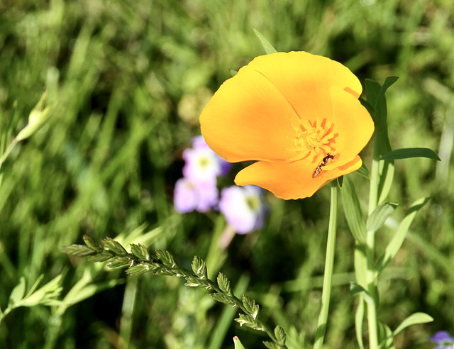 Kalifornischer Mohn