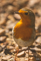 Young Robin