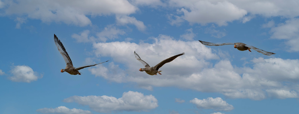 Greylag geese