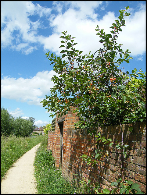 Thames Path at Cripley