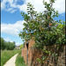 Thames Path at Cripley