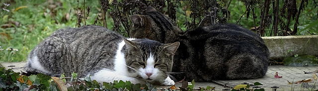 tendres SOUVENIRS de nos chats