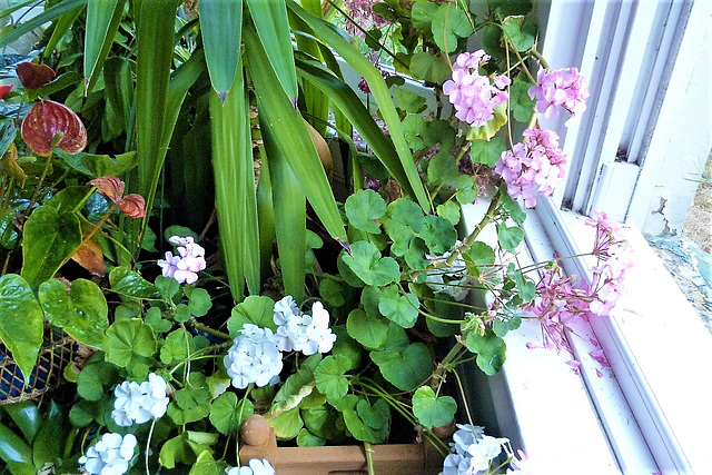 The geraniums are flowering like mad