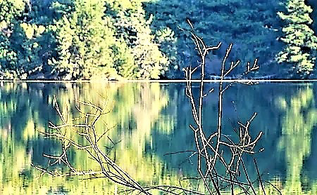 Tree Reflections In Lake