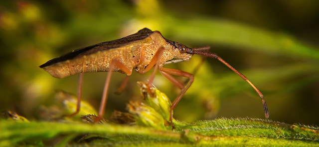 Diese Wanze hat sich mal auch sehr schön ablichten lassen :)) This bug was also very nicely photographed :)) Ce bug a également été très bien photographié :))