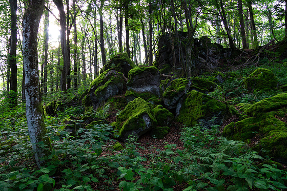 Auf dem Ernstberg in Hinterweiler in der Eifel