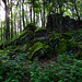 Auf dem Ernstberg in Hinterweiler in der Eifel