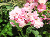 In The Pink.