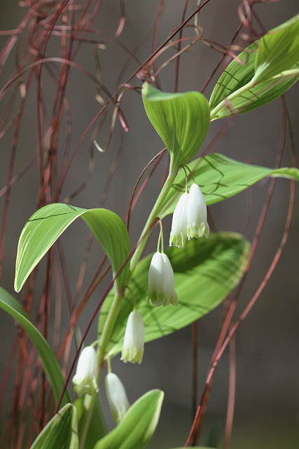 Polygonatum falcatum 'Variegatum'