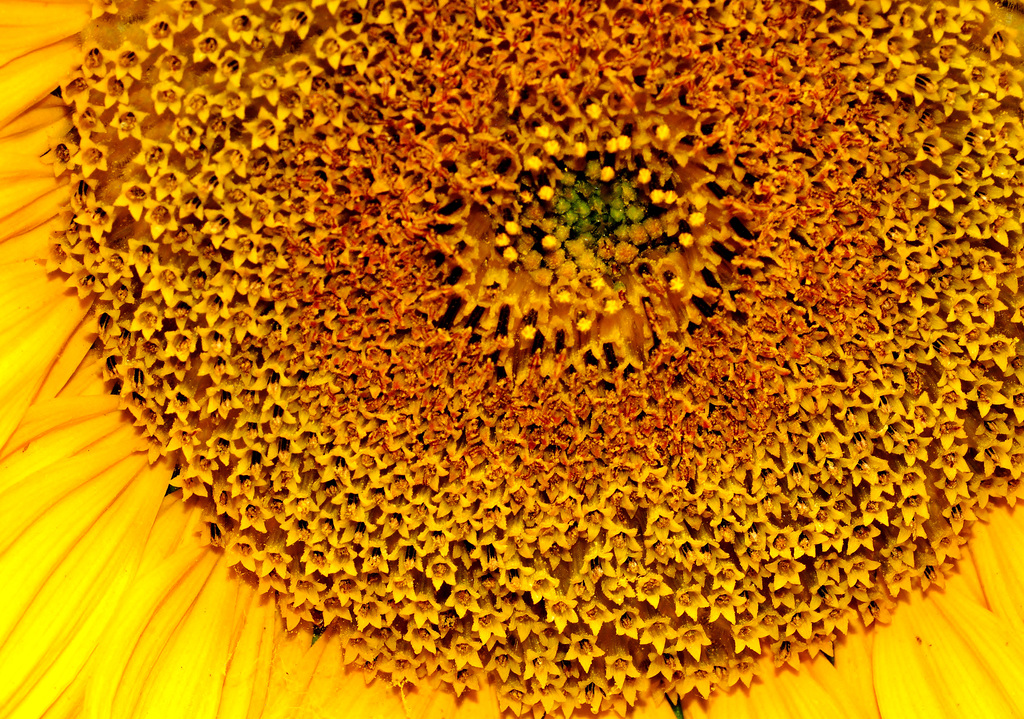 Sunflowers at the Byker City Farm