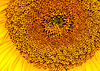 Sunflowers at the Byker City Farm