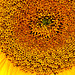 Sunflowers at the Byker City Farm