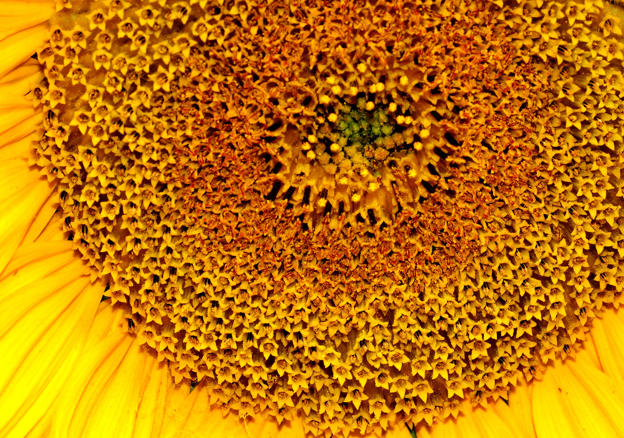 Sunflowers at the Byker City Farm