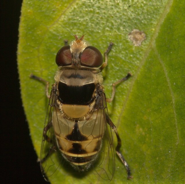 IMG 8656hoverfly