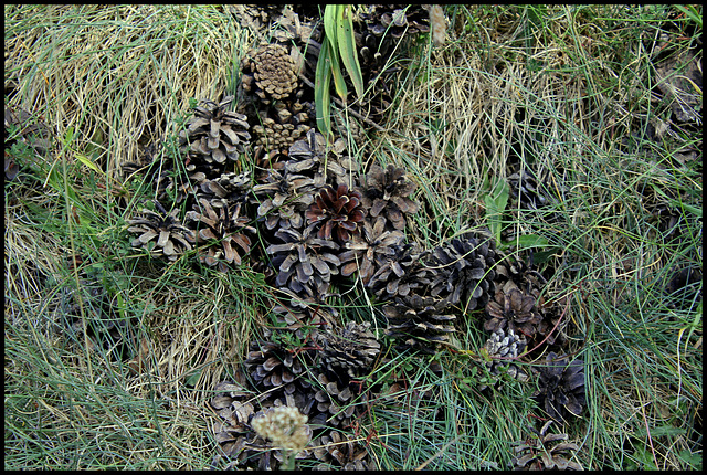 Pin sylvestre et ses cônes  (1)