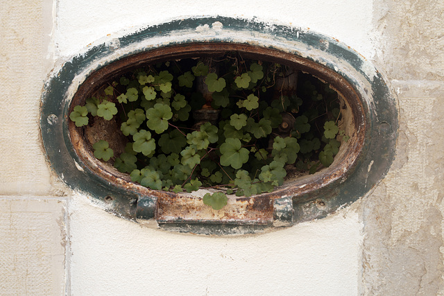 Tavira, Decay, Cymbalaria