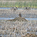 Bald eagles