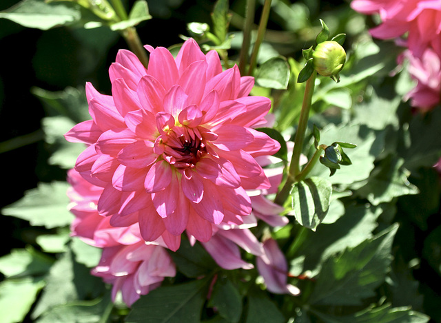 Dahlienblüte