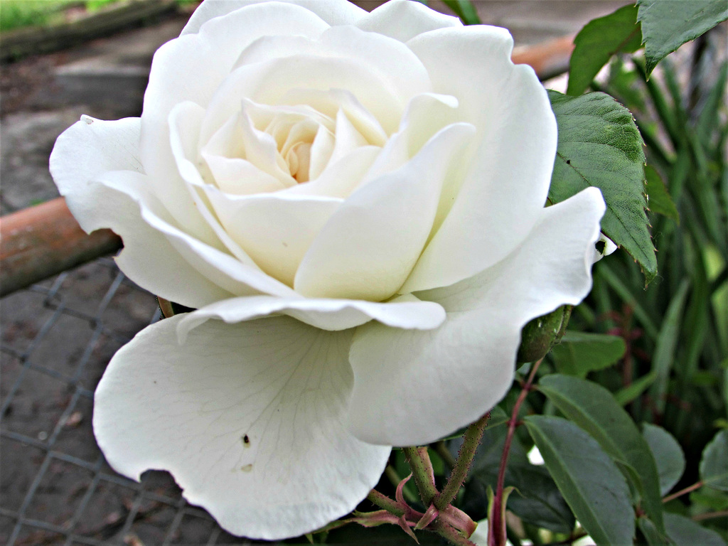 White Rose.