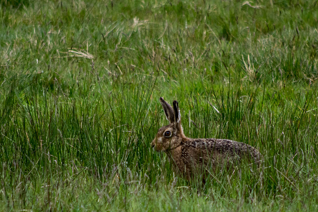 Brown Hare