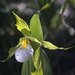 Mountain Lady's Slipper