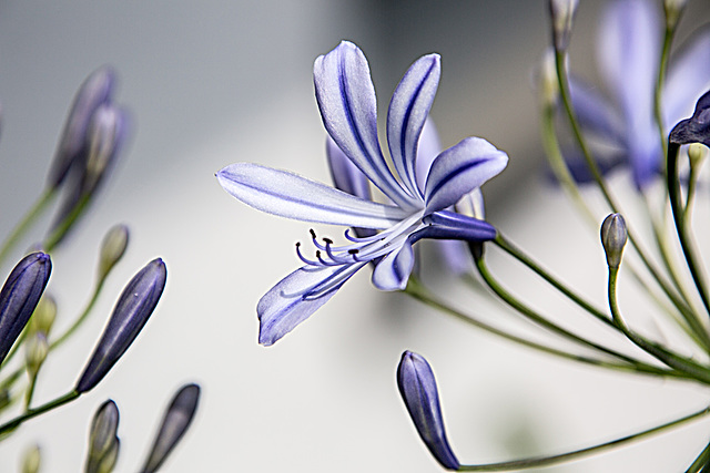 20150726 8421VRAw [D~RI] Schmucklilie (Agapanthus), Rinteln