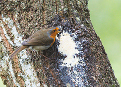 Robin feeding on "bird" peanut butter and mealworm mixture.