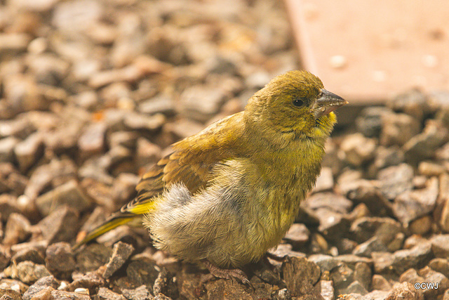 Youngster