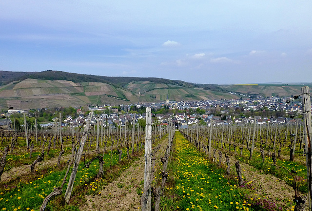 Blick auf Ahrweiler