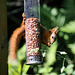 Red Squirrel