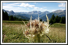 Un bel cardo di montagna