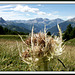 Un bel cardo di montagna