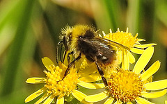 20230713 1776CPw [D~LIP] Jakobs-Greiskraut, Wiesenhummel (Bombus pratorum), Bad Salzuflen