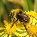 20230713 1776CPw [D~LIP] Jakobs-Greiskraut, Wiesenhummel (Bombus pratorum), Bad Salzuflen