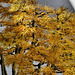 Bonsai Golden Larch – United States National Arboretum, Washington, DC