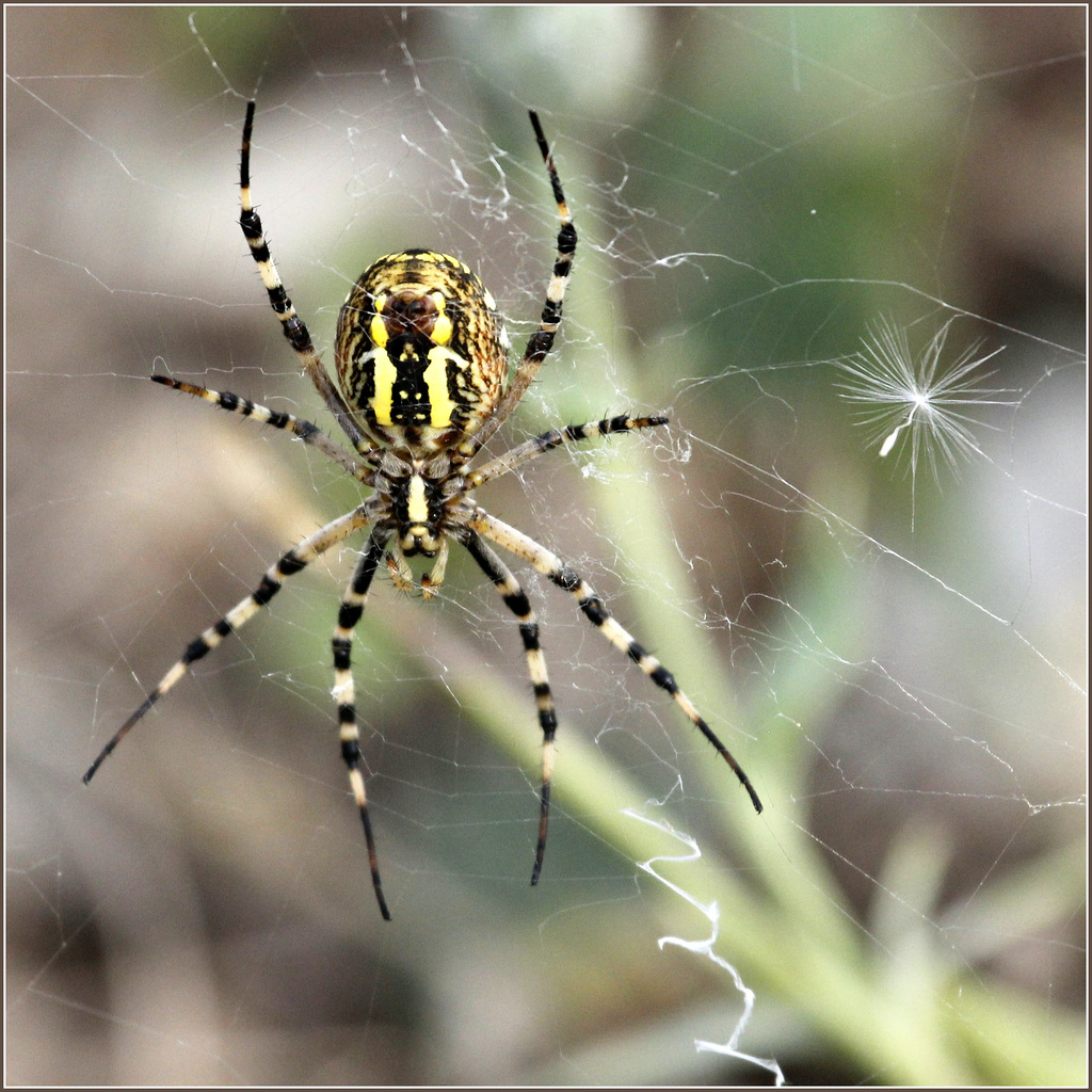 Dessous d'Argiope